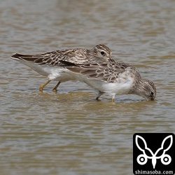 ヒバリシギ成鳥(手前)と幼鳥。