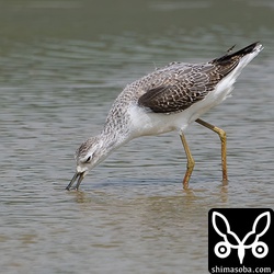 コアオアシシギ幼羽から第1回冬羽へ。