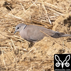 ベニバトのメス成鳥。