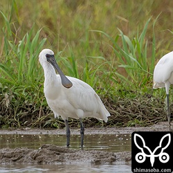 クロツラヘラサギは島内で断続的に見られているので同じ個体かもしれません。