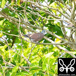 田んぼの周りの灌木には複数のベニバトが止まっていました。