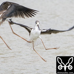 セイタカシギの争い。両者ともに幼鳥。