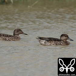 増えてきたコガモ。