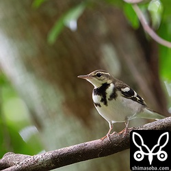 イワミセキレイは暗い環境に適しているからか、ほかのセキレイの仲間よりも目が大きく感じますね。これもかわいく見える要因。