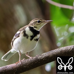 車両が通ると驚いて枝に止まります。