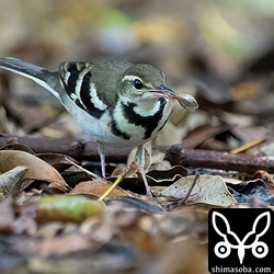 林床のゴキブリを捕まえました。