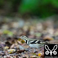 薄暗い林道をせわしなく歩き回っていました。