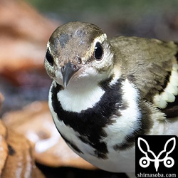 警戒心のない個体で近くまで寄ってきます。