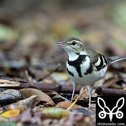 胸元の「T」マークが目立ちます。