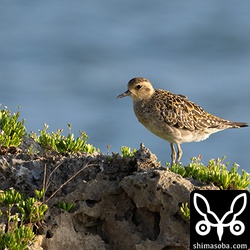 ムナグロ夏羽から冬羽へ。