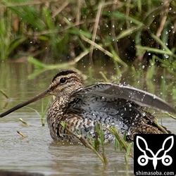 水浴びするタシギ幼鳥。