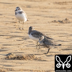 ハマシギは1羽だけ滞在。