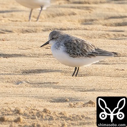 トウネン冬羽。