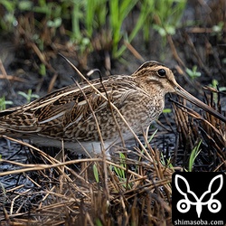 こちらもタシギ幼鳥。明るめのタイプで美しいです。