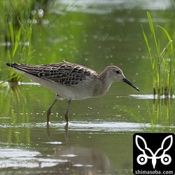 エリマキシギ幼鳥オス。