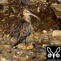 チュウシャクシギ幼鳥。