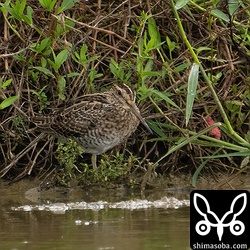 これなんとハリオシギ。顔つきはハリオシギかなーと思いましたが、それ以外がチュウジシギすぎて…。^^;