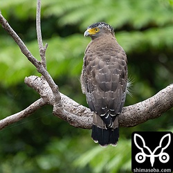 カンムリワシ成鳥。幼鳥も成鳥も見やすくなっています。