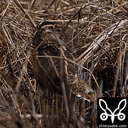 甲羅干しするタシギ幼鳥。