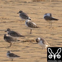 オオメダイチドリの群れ。20羽ほどいました。