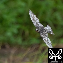 すすをかぶったようですが、ツバメの群れの中ではよく目立っていました。