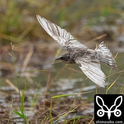 他の個体より小さく感じましたが、気のせいかな…。^^;