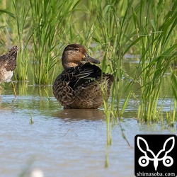 コガモは数を増やしています。