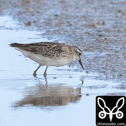 ヒバリシギ幼羽後期。