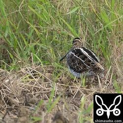 30羽のうち写真が撮れたのは6羽ですが、全て幼鳥でした。幼鳥は幼鳥同士で群れをつくり渡ってくるのかもしれませんね。