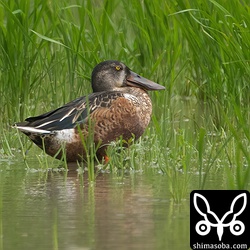 今季、初撮影のハシビロガモ。オスのエクリプから生殖羽へ換羽中。