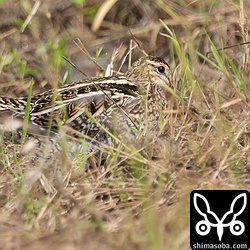 こちらも換羽中。明るい茶色が個性的でした。