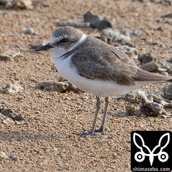 シロチドリ第1回冬羽へ。