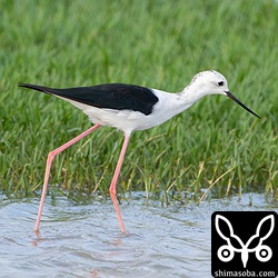 セイタカシギのオス第1回冬羽。