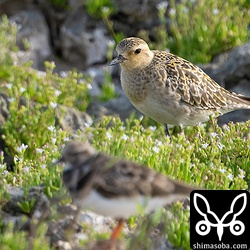 ムナグロ。一年中、海水をかぶる岩礁で咲く花も気になるところです。