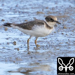 コチドリ幼羽。