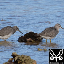 キアシシギ成鳥冬羽(右)と第1回冬羽。