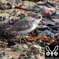 メダイチドリ冬羽へ。