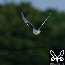 もう少し明るい時間に見たいですね。