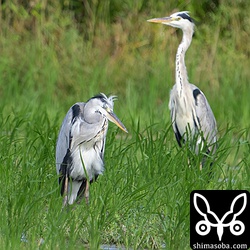 越冬アオサギも増えてきました。