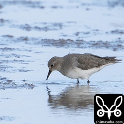 オジロトウネン冬羽。