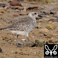 こちらのダイゼンは、羽毛がずいぶん擦れています。第1回夏羽後期かな?