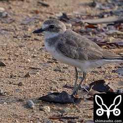 メダイチドリ第1回冬羽へ。