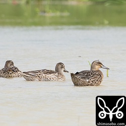 5 羽で飛来したシマアジ。うち3羽。