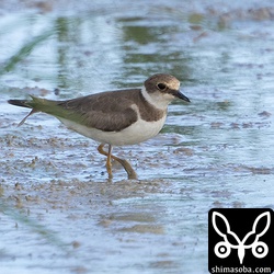 コチドリ冬羽へ移行中。