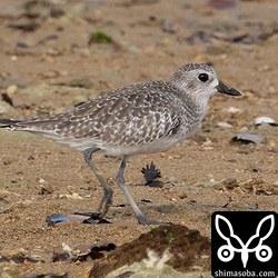 ダイゼン冬羽。