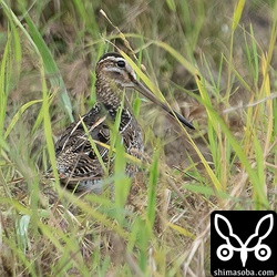 こちらも幼鳥。秋のタシギは幼鳥ばかりですね。