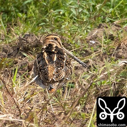 第1回冬羽に変わりつつあります。