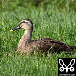 カルガモは一年中居ますが、近年、数を増やしています。