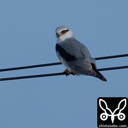 近年、数を増やすカタグロトビ。虹彩がオレンジ色なので若い個体。