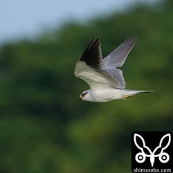 上と同個体。雨覆に幼羽が残っています。